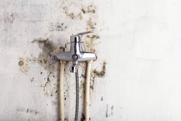 Best Black Mold Removal  in Freeland, MI