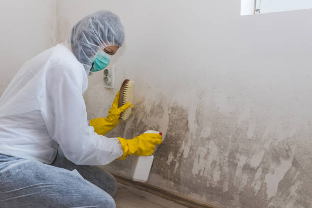 Best Office Mold Removal Services  in Freeland, MI
