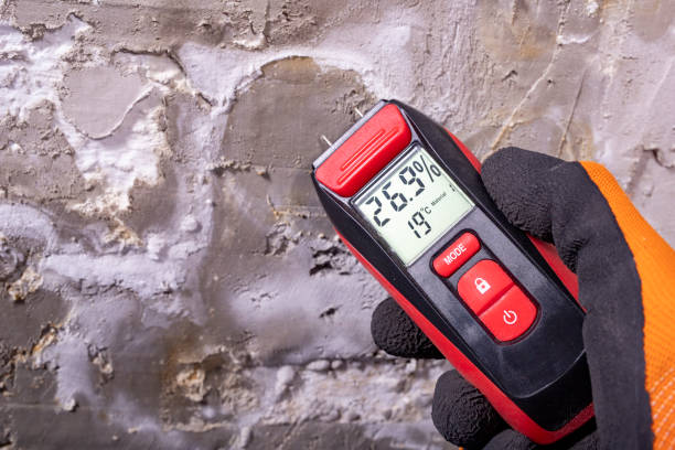 Best Fast Mold Removal  in Freeland, MI