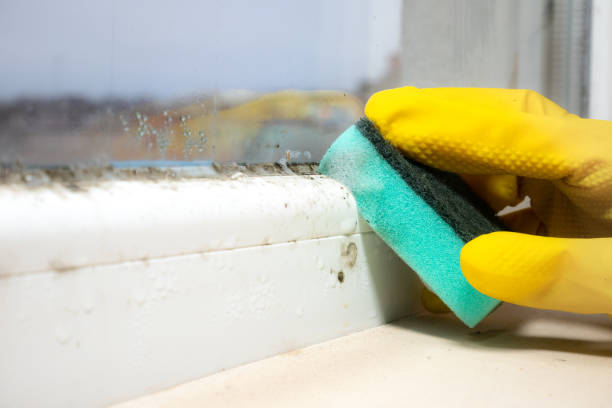 Best Attic Mold Removal  in Freeland, MI