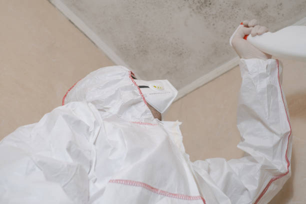 Best Best Mold Removal Companies  in Freeland, MI