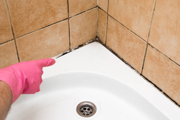 Best Certified Mold Removal  in Freeland, MI